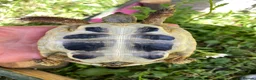 Hermann Tortoise reptiles for sale: Harmann Tortoise 6 years old  in Egham - Advert 6