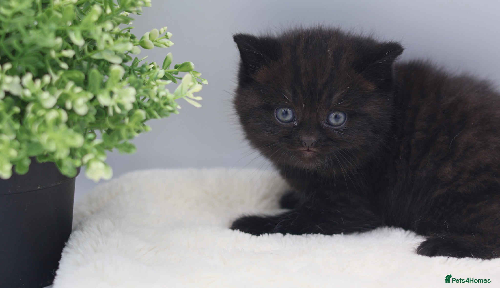 British Shorthair cats PEDIGREE REGISTERED CHUNKY BRITISH SHORTHAIRS - Advert 1