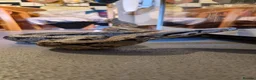 Boa Snake reptiles for sale: Boa constrictor  - Advert 2