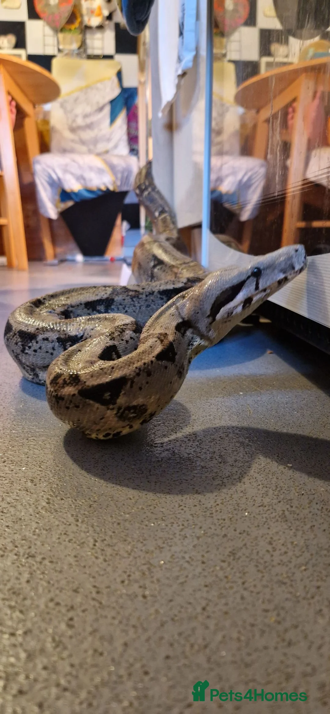 Boa Snake reptiles for sale: Boa constrictor  - Advert 2