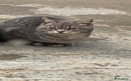 Mixed Breed cats for sale: Beautiful kittens - Image 4