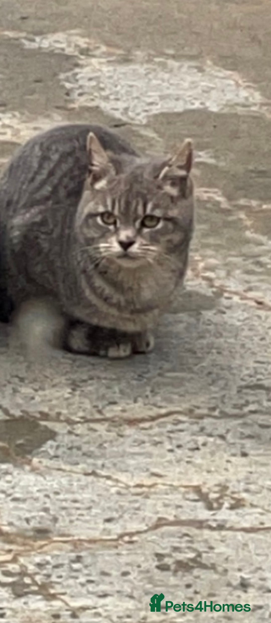 Mixed Breed cats for sale: Beautiful kittens - Image 4