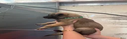 Belgian Shepherd Dog dogs for sale: Gorgeous Belgian Malinois Puppies - Advert 23