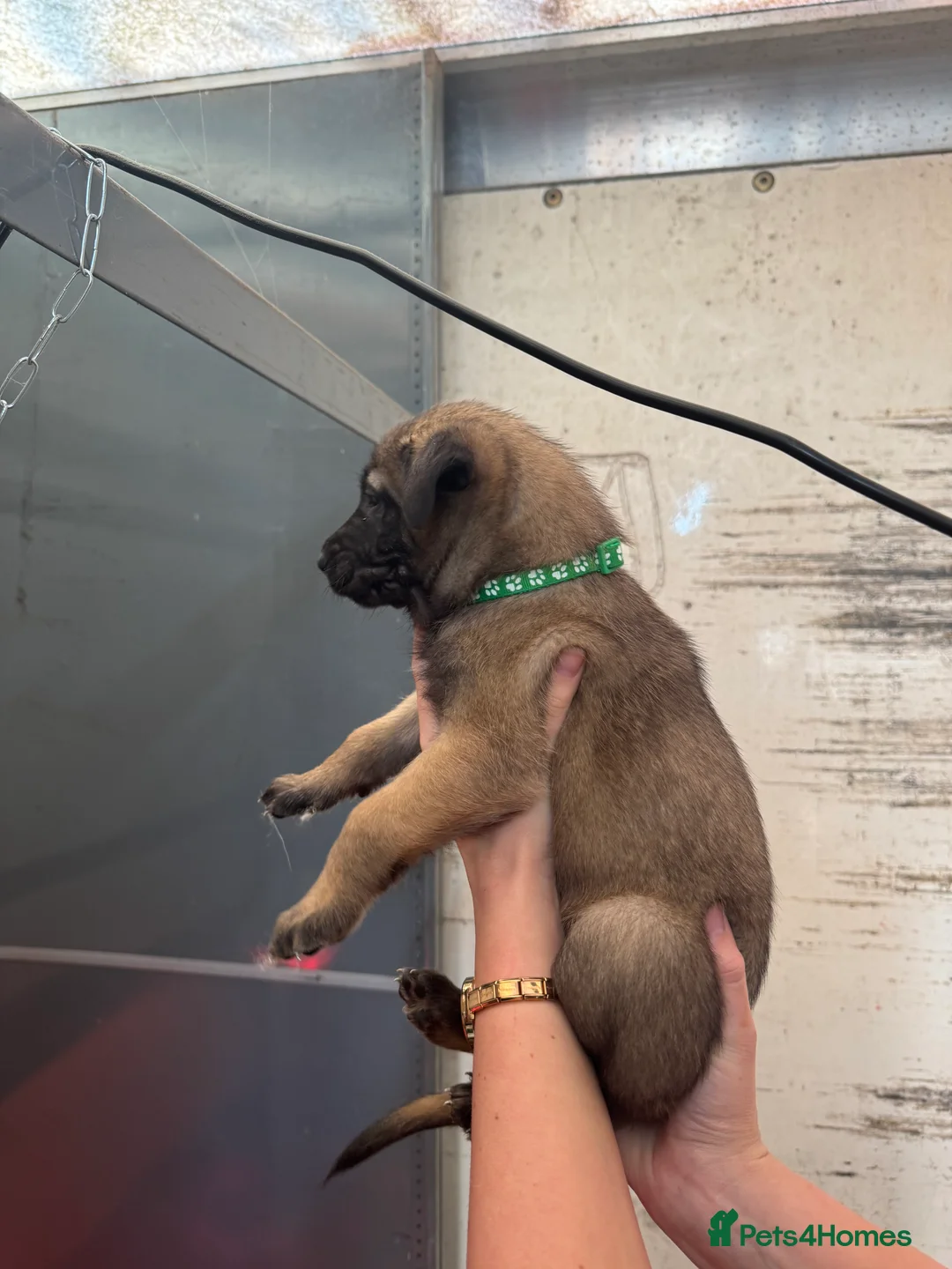 Belgian Shepherd Dog dogs for sale: Gorgeous Belgian Malinois Puppies - Advert 23