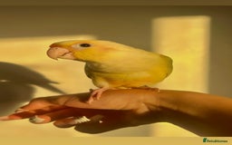 Conures birds for sale: Beautiful fully hand reared conure baby's  - Image 17