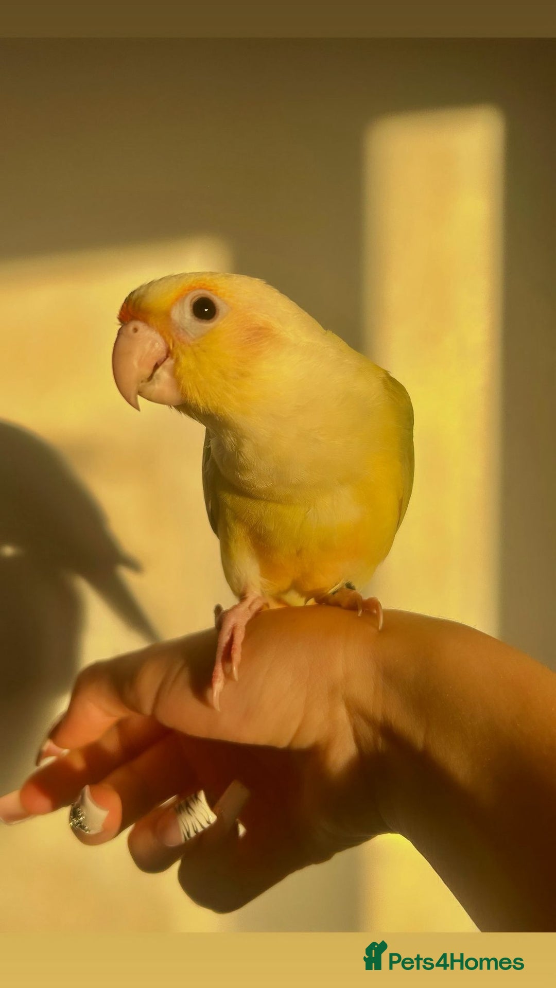 Conures birds for sale: Beautiful fully hand reared conure baby's  - Image 17