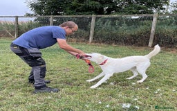 Mixed Breed dogs for adoption: DOUGIE - looking for an active guardian. - Image 18