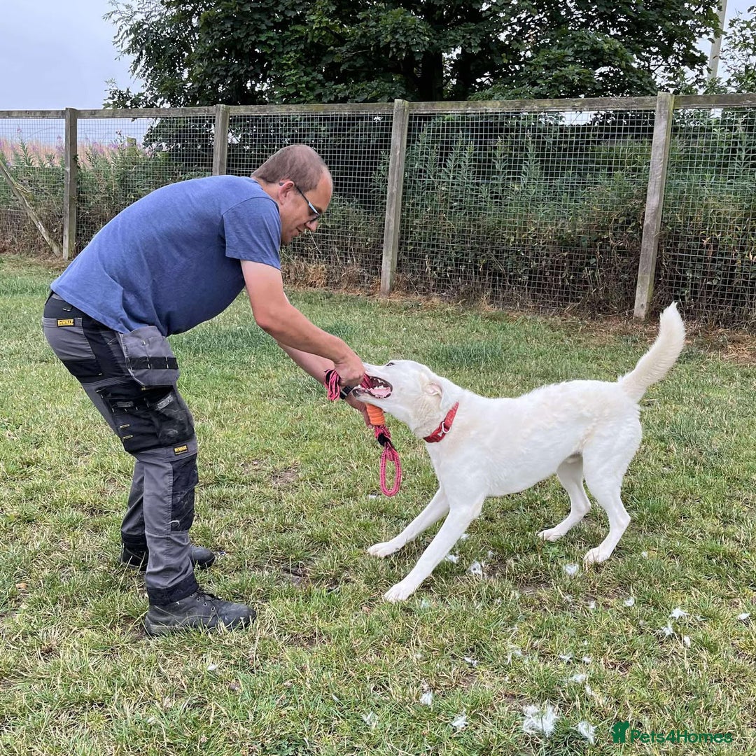 Mixed Breed dogs for adoption: DOUGIE - looking for an active guardian. - Image 18