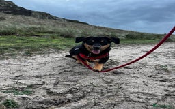 Mixed Breed dogs for adoption: Jackson  - Advert 4