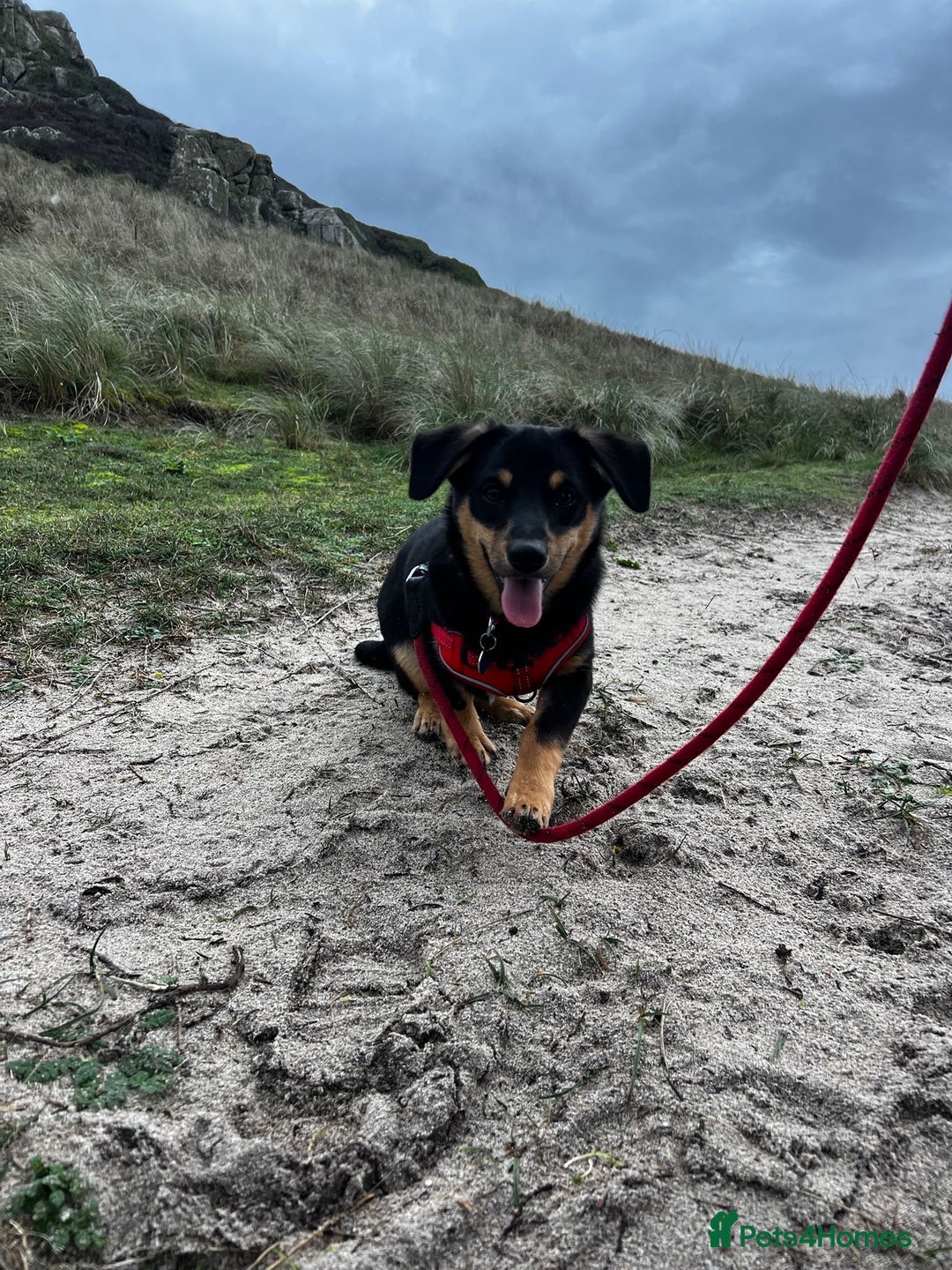 Mixed Breed dogs for adoption: Jackson  - Advert 4