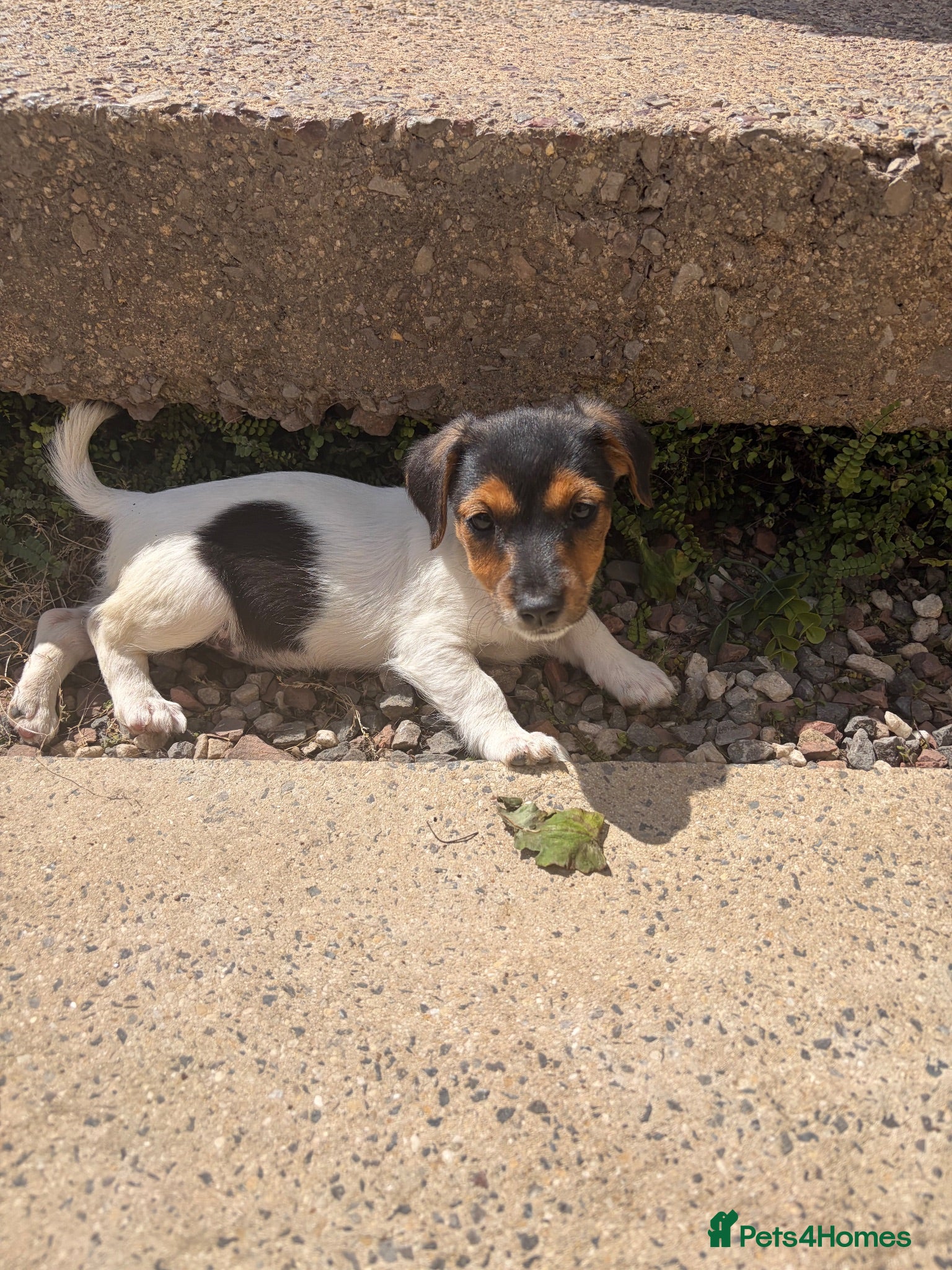 Jack Russell dogs Full breed jack russells 2 girls left !!! - Advert 1