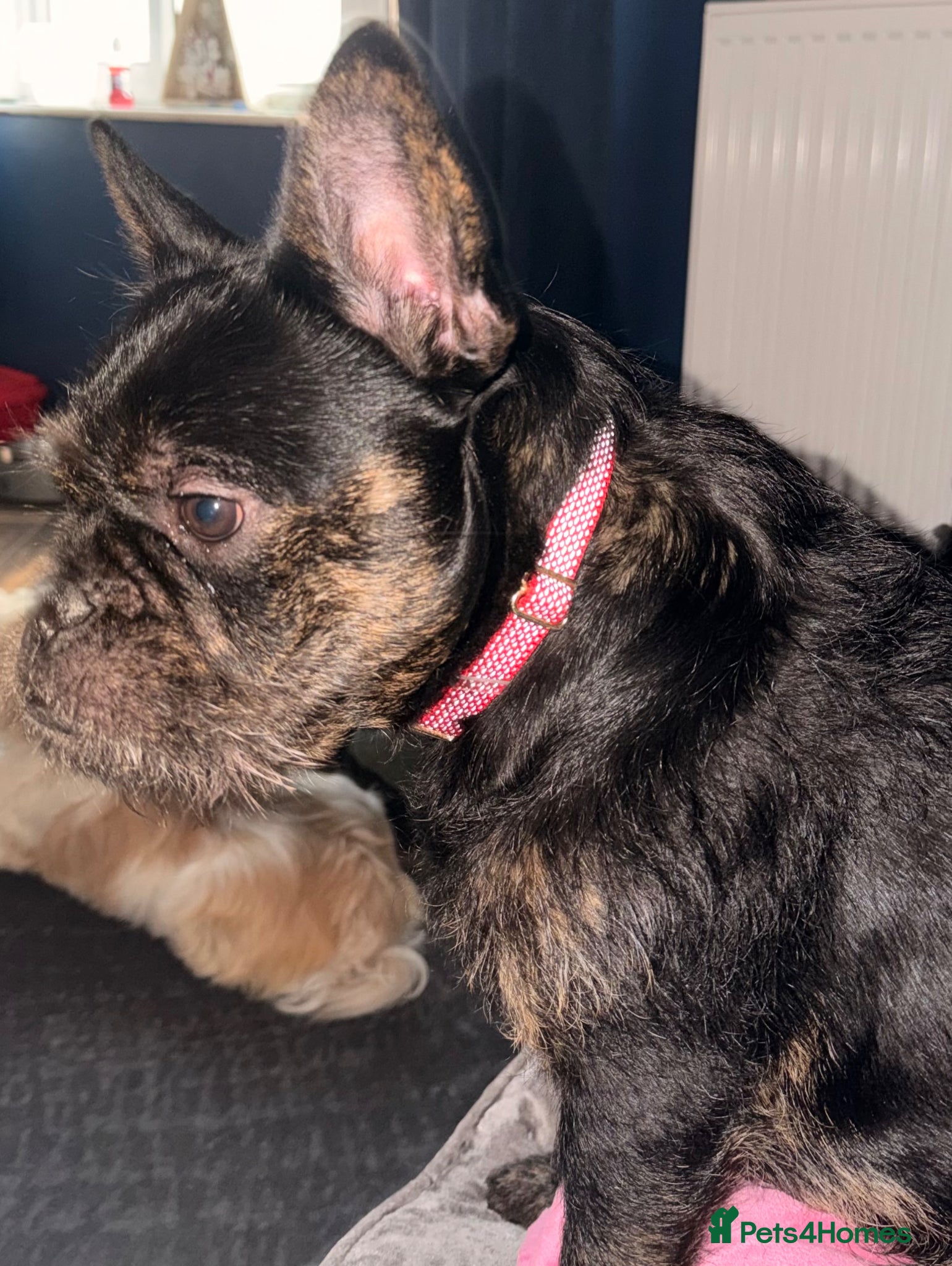 Mixed Breed dogs French bulldog cross toy poodle  - Advert 2