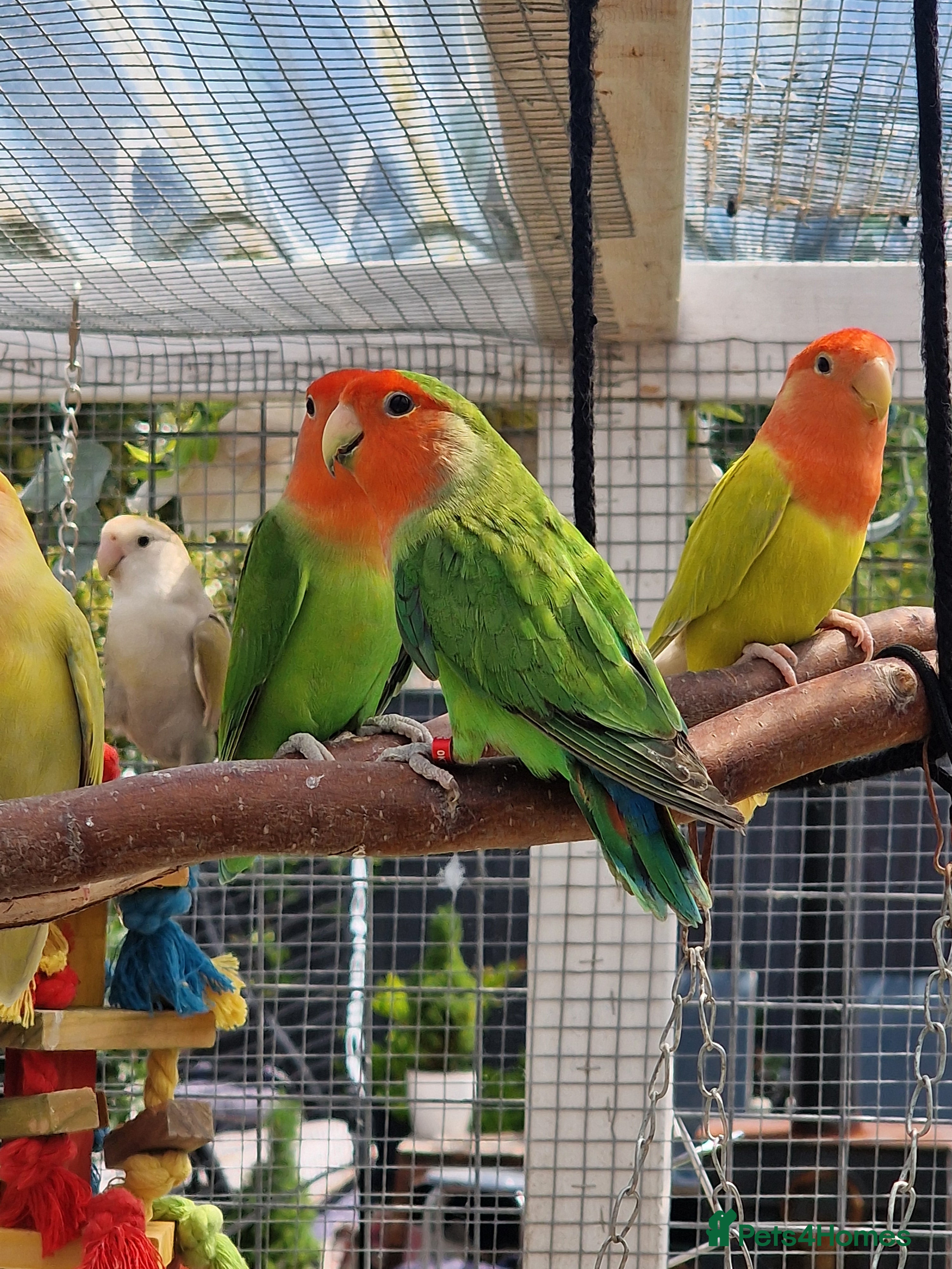 Lovebirds birds Lovebird Pairs - Advert 1