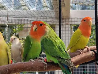 Lovebirds birds Lovebird Pairs - Advert 1