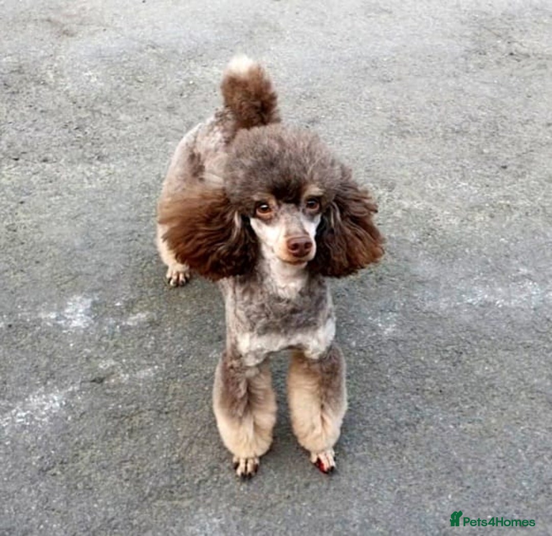 Toy Poodle dogs for sale: Beautiful Toy Poodle puppies - Image 5