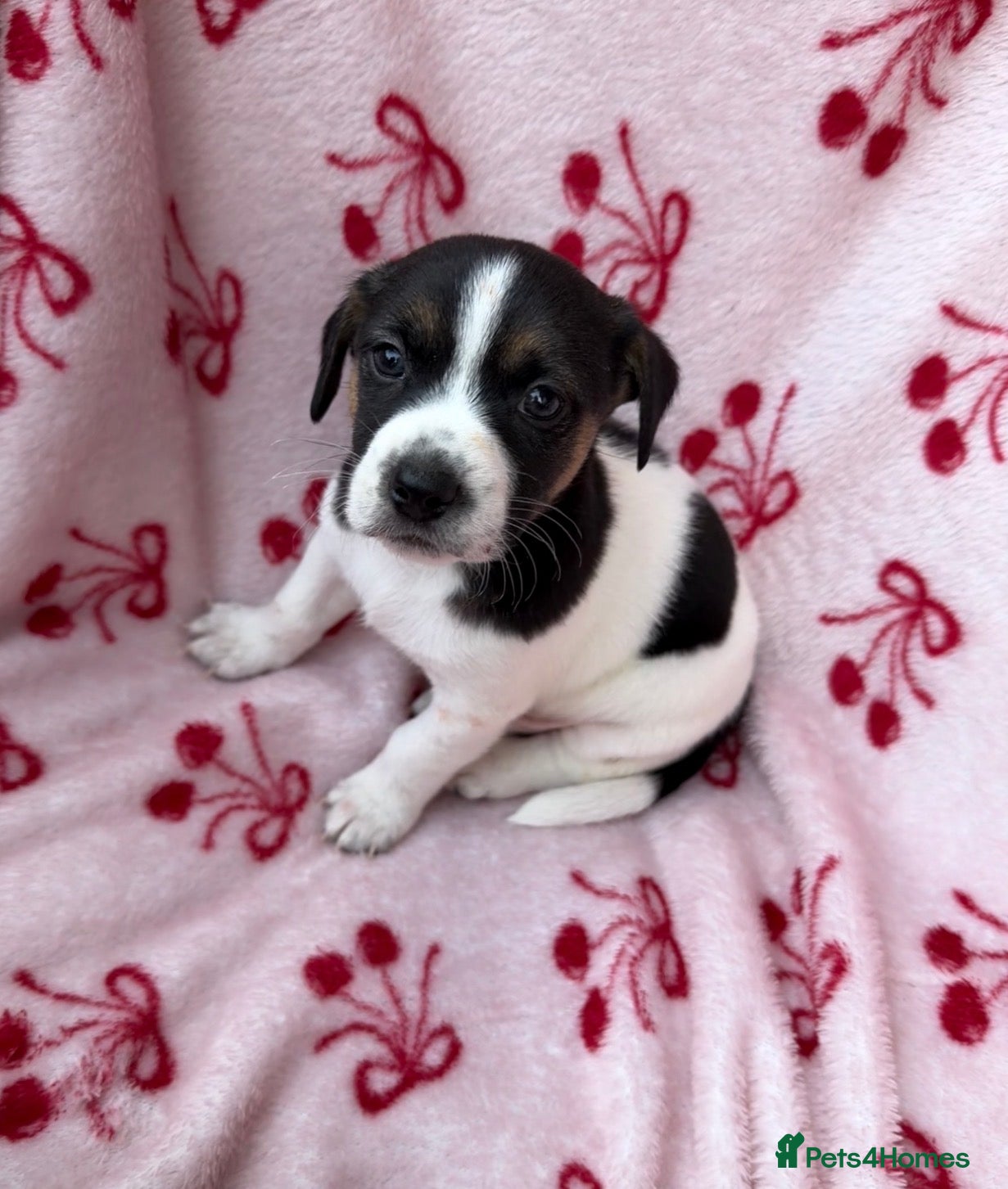Jack Russell dogs 2 jack Russell puppies - Advert 6