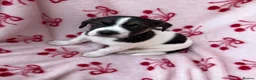 Jack Russell dogs for sale: 2 jack Russell puppies - Advert 5