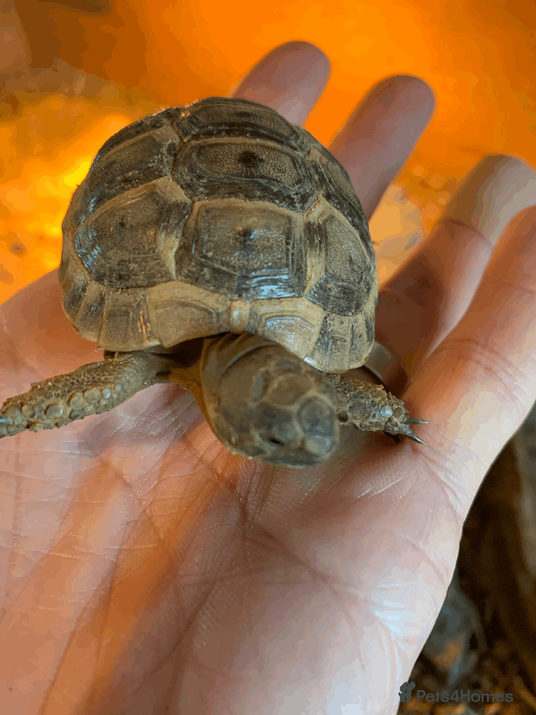 Tortoise reptiles for sale: Mediterranean Spur-thigh Hatchlings - Advert 7