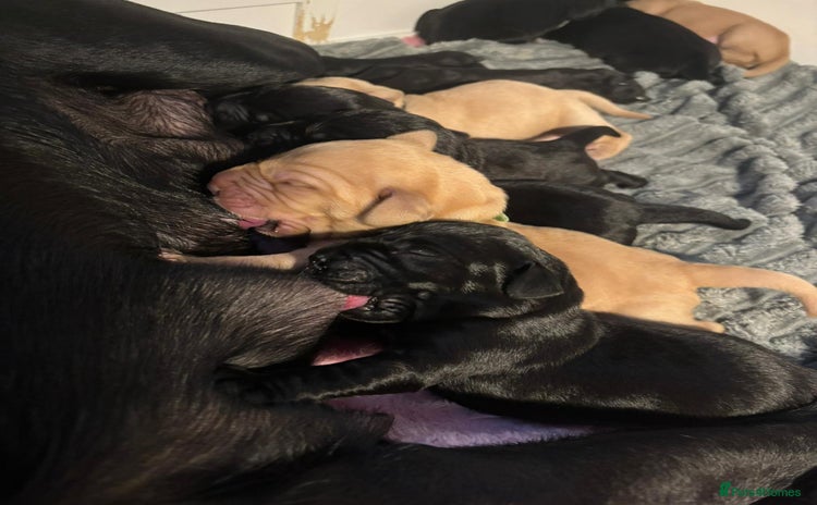 Labrador Retriever dogs - Advert 5
