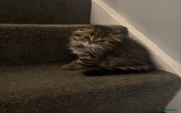 Scottish Fold cats for sale: RARE Triple folded ear Scottish fold kittens  - Image 8
