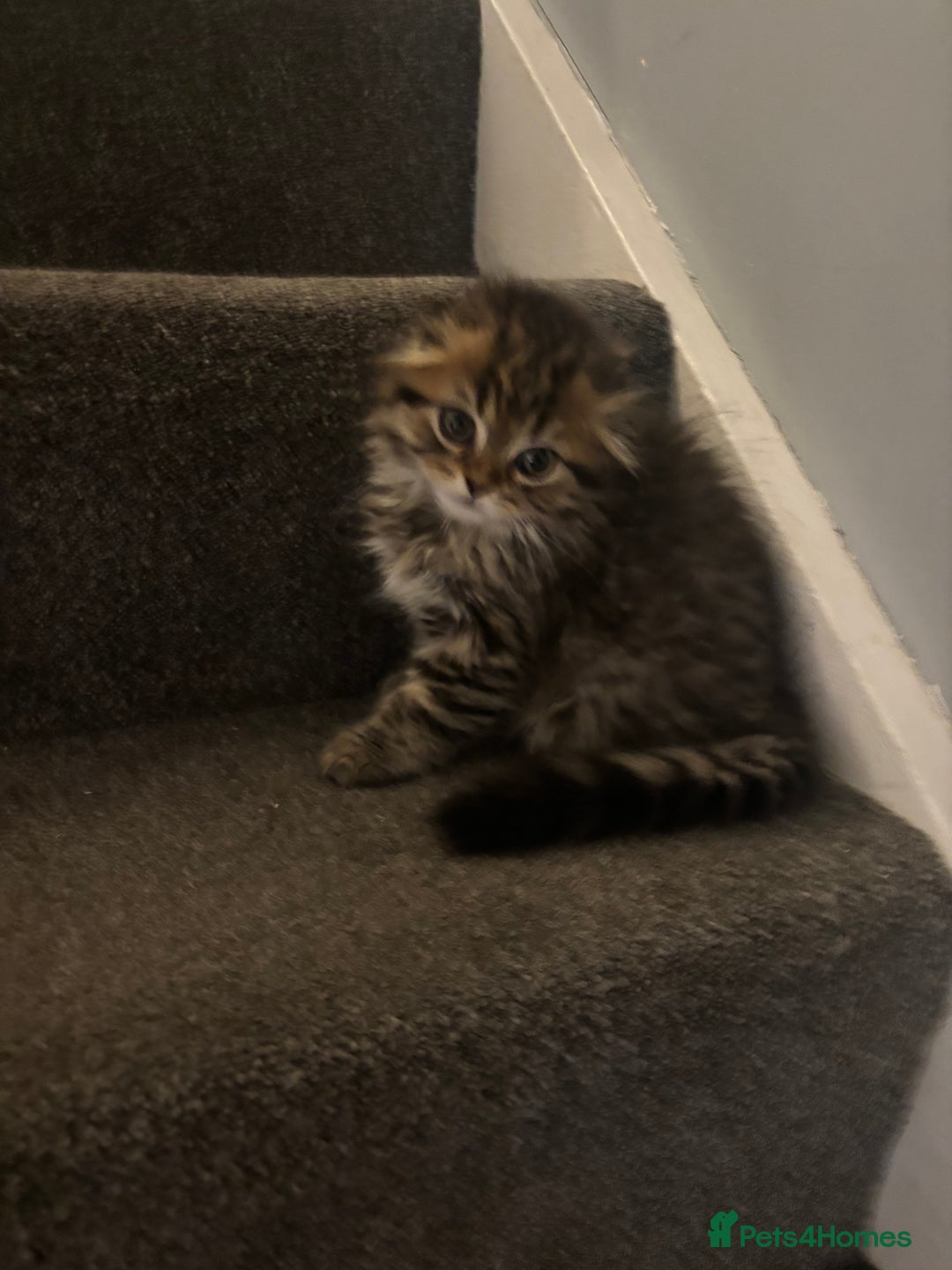 Scottish Fold cats for sale: RARE Triple folded ear Scottish fold kittens  - Image 8