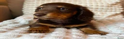 Miniature Dachshund dogs for sale: Sunny fluffy miniature dachshund - Advert 3