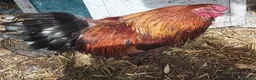 Chickens poultry for sale: Stunning pekin bantam cross - Advert 1