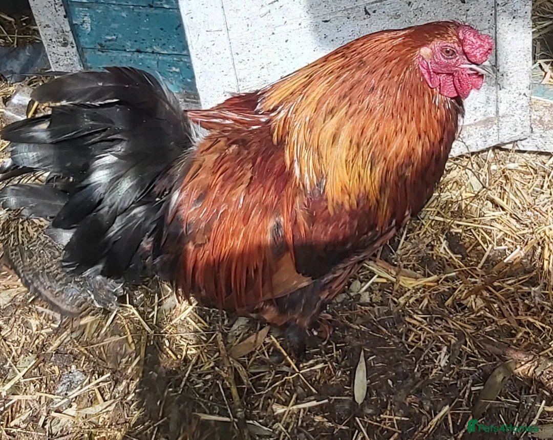 Chickens poultry for sale: Stunning pekin bantam cross - Advert 1