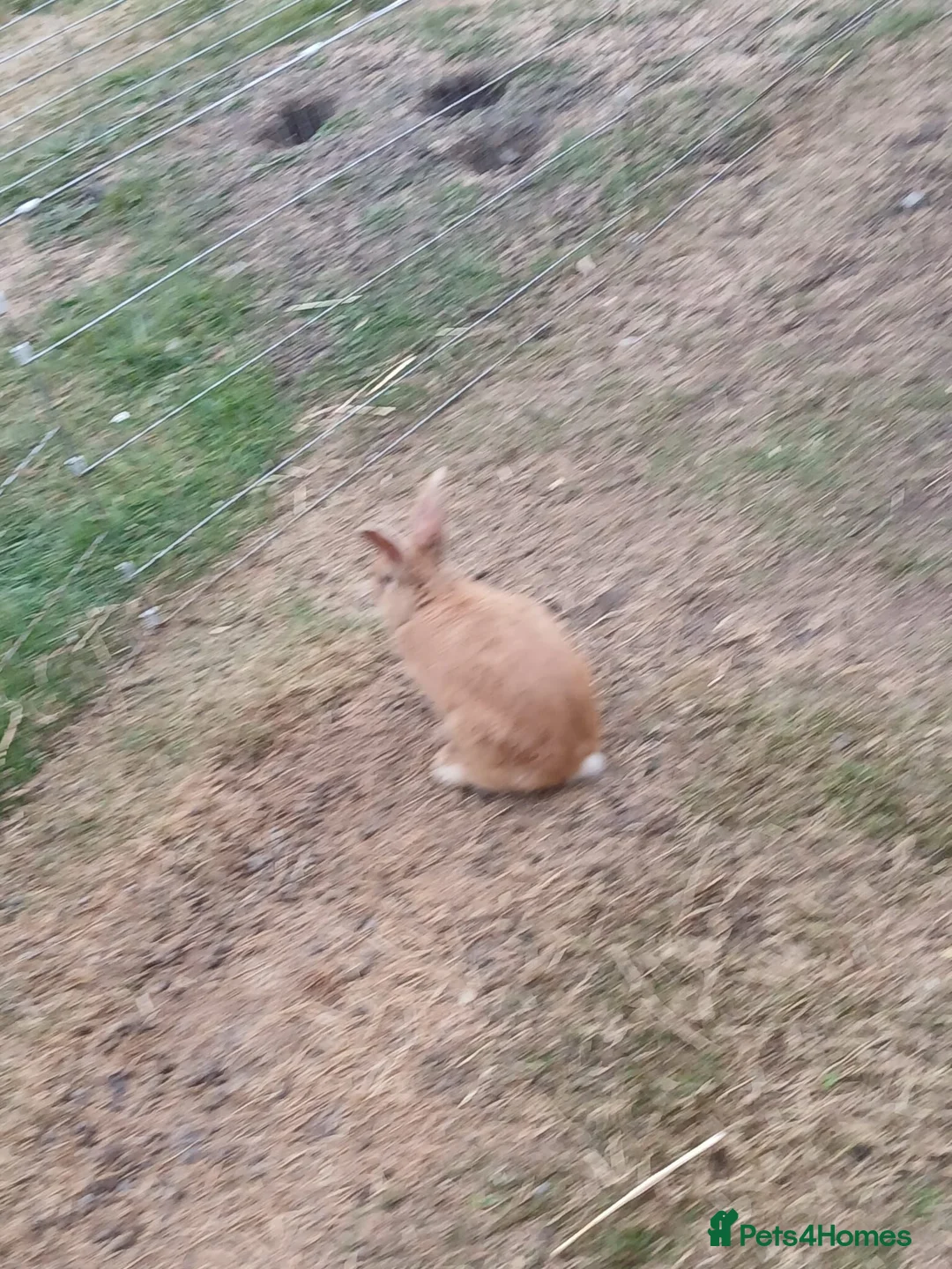 Mixed Breed rabbits for sale: Mini lop cross babies  - Advert 4