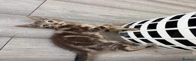 Tabby 2