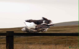 English Springer Spaniel dogs for sale: KC registered Springer spaniels puppies  - Image 20