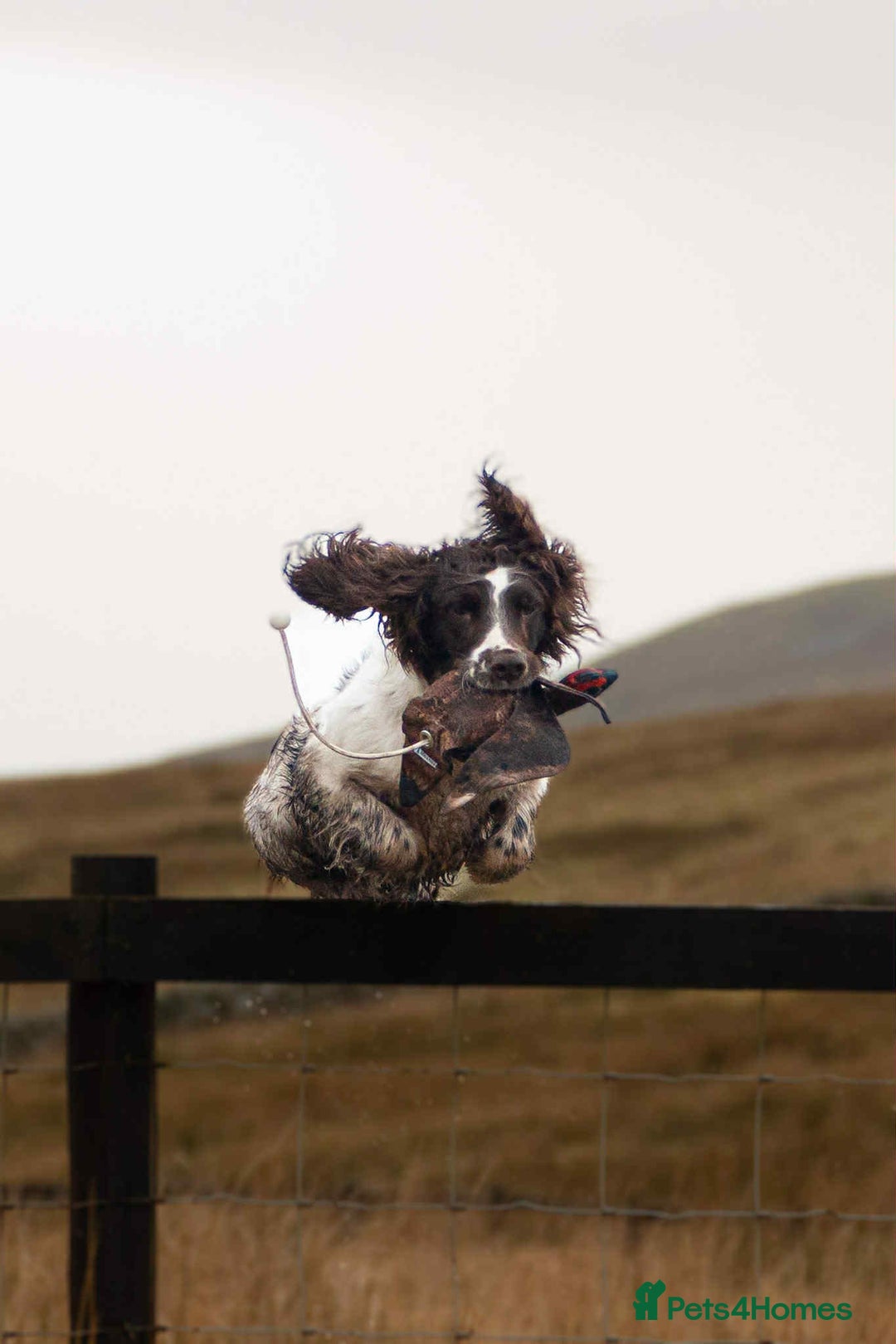 English Springer Spaniel dogs for sale: KC registered Springer spaniels puppies  - Image 20