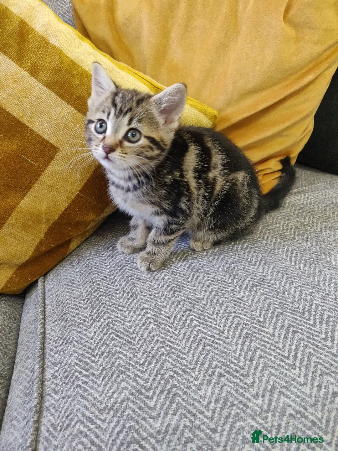 Mixed Breed cats for sale: 3 beautiful kittens  in Liverpool - Advert 18