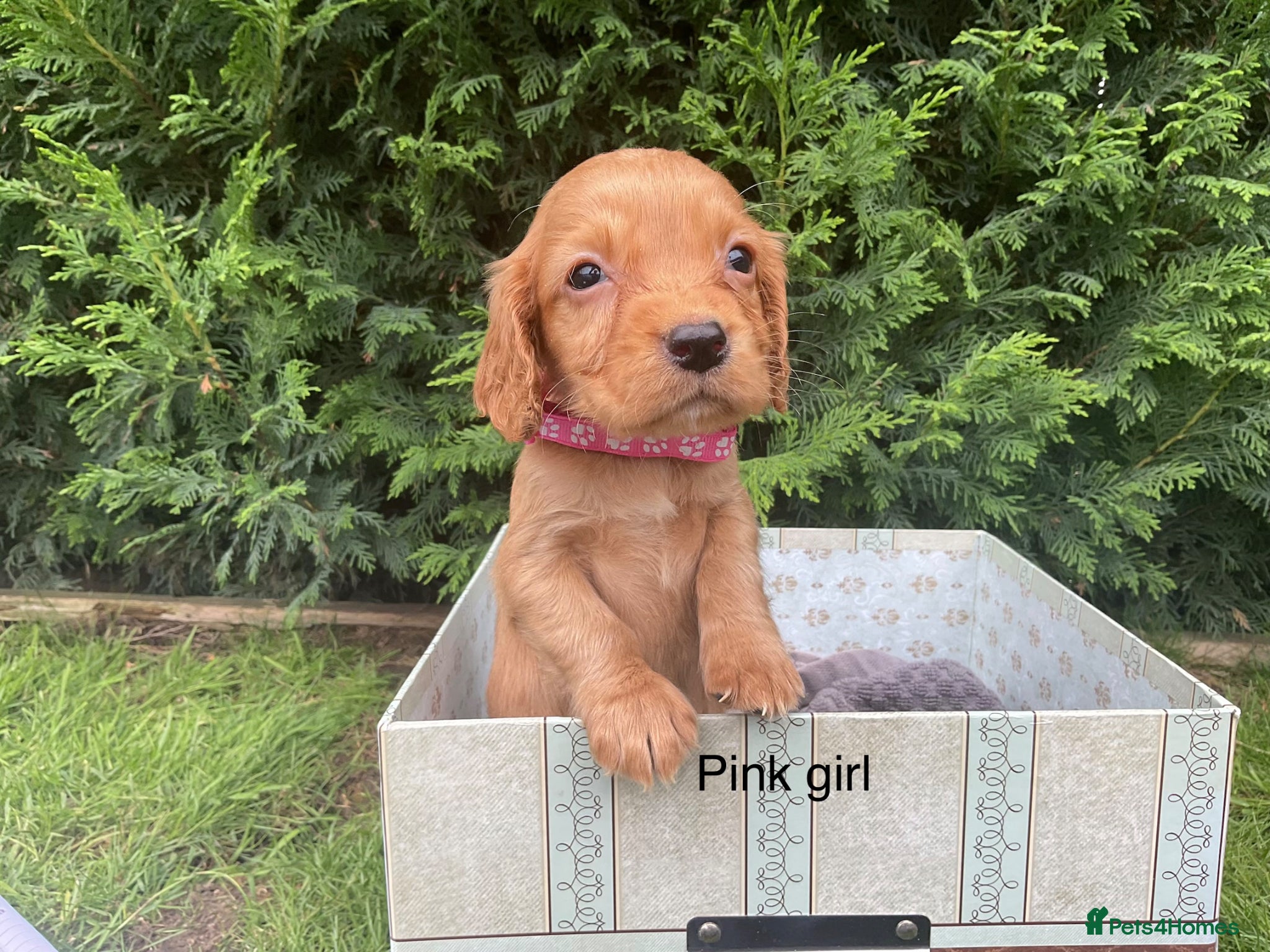 Cocker Spaniel dogs Kc reg hereditary clear working cocker spaniels - Advert 1