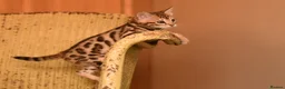 Bengal cats for sale: Registered pedigree bengal kittens - Advert 21