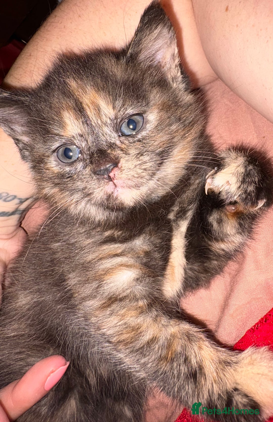 Mixed Breed cats for sale: Kittens for sale (ALL GONE NOW)  - Advert 24