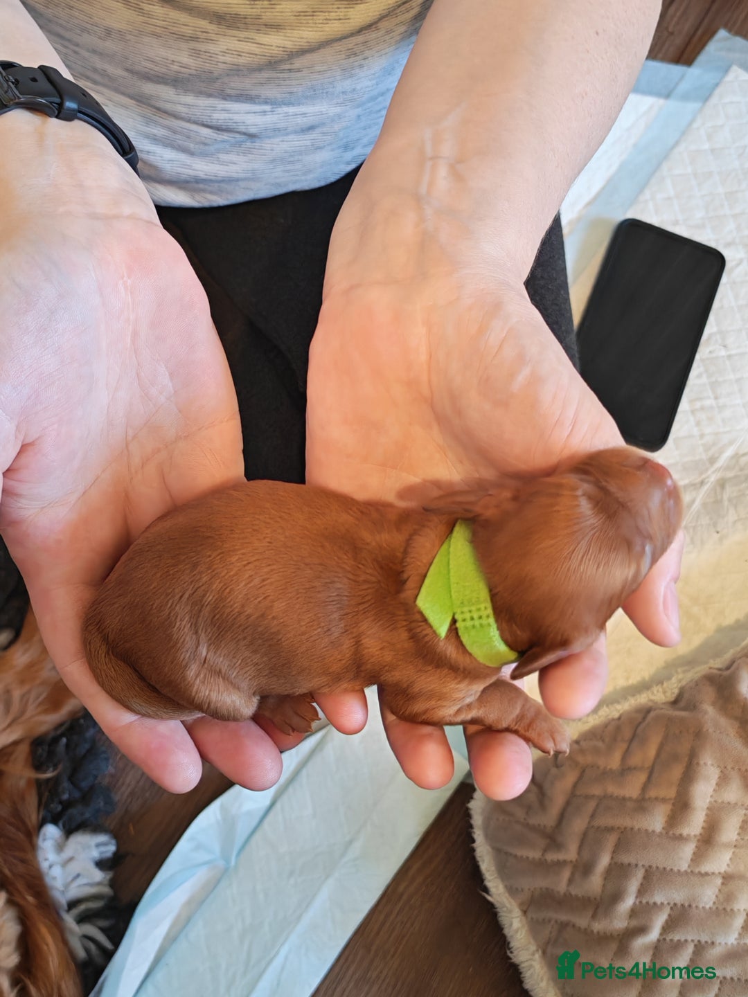 Cavapoo dogs for sale: F1 Cavapoos - HT Parents - Sep Collect - Image 22
