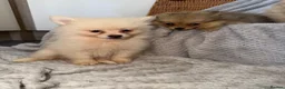 Pomeranian dogs for sale: Pomeranian Puppies  - Advert 13
