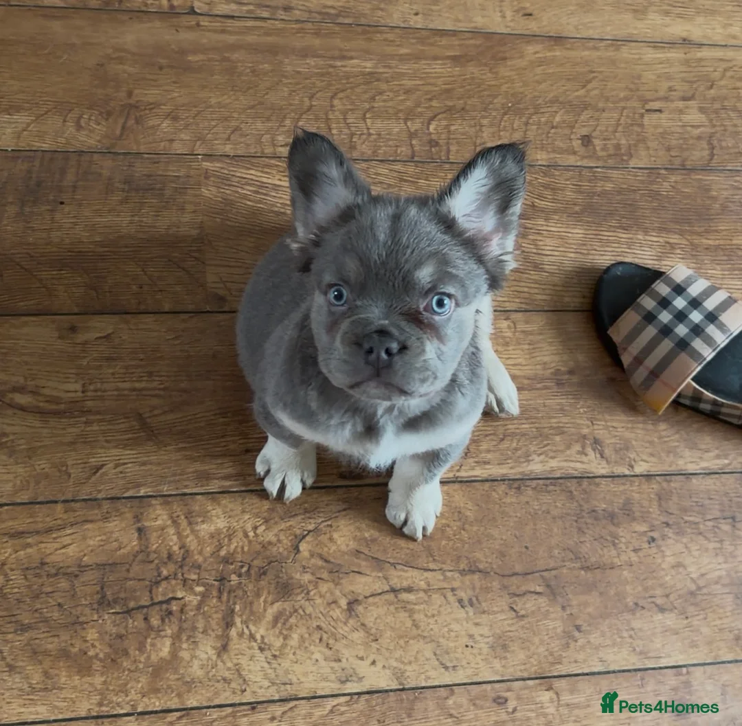 French Bulldog dogs for sale: Fluffy frenchies new shade/ lilactan pink-testable - Advert 6