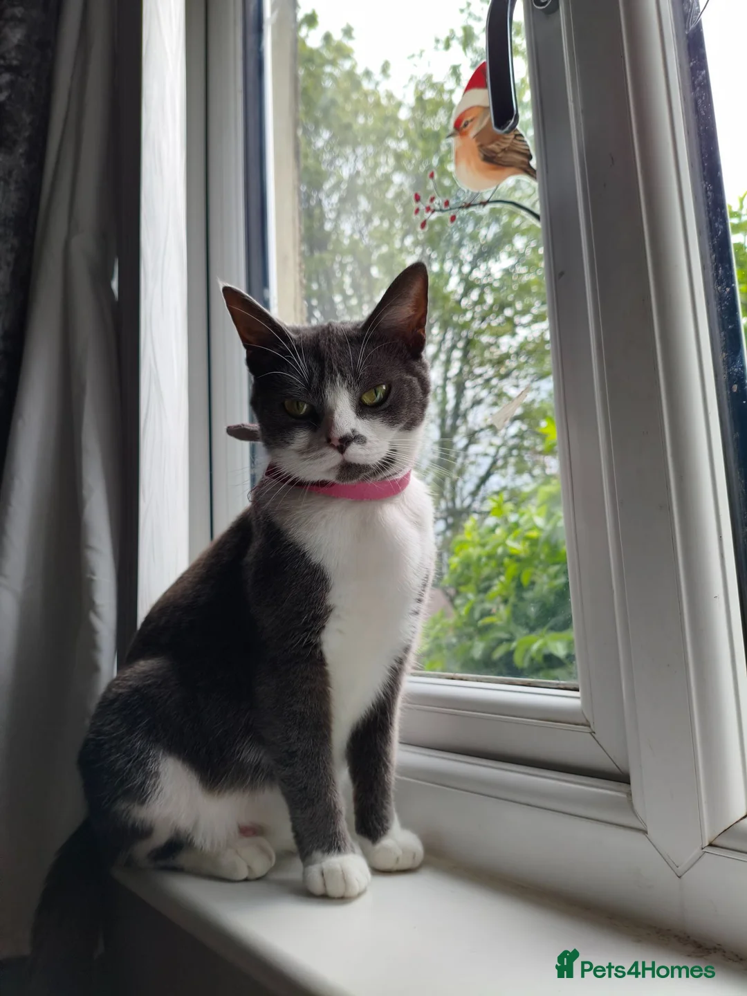 Mixed Breed cats for sale: Mixed breed kittens - Advert 2