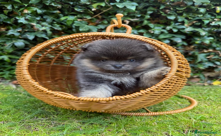 Pomeranian dogs - Advert 2