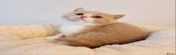 British Shorthair cats for sale: Beautiful British Shorthair Males & Females - Advert 27