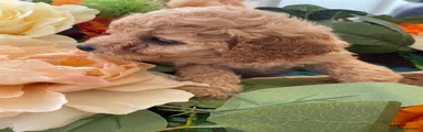 Cavapoo Puppy 4