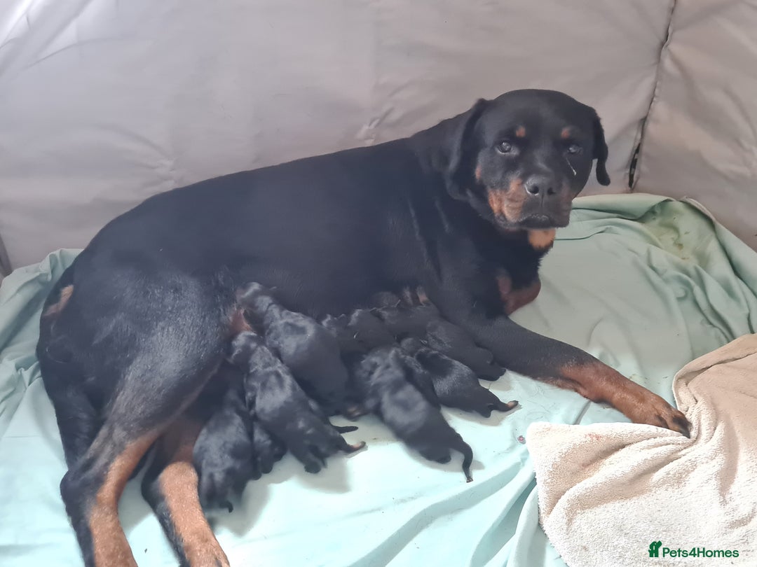 Rottweiler dogs for sale: Exceptional KC Registered Rottweiler - Advert 2