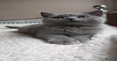 British Shorthair cats - Advert 11