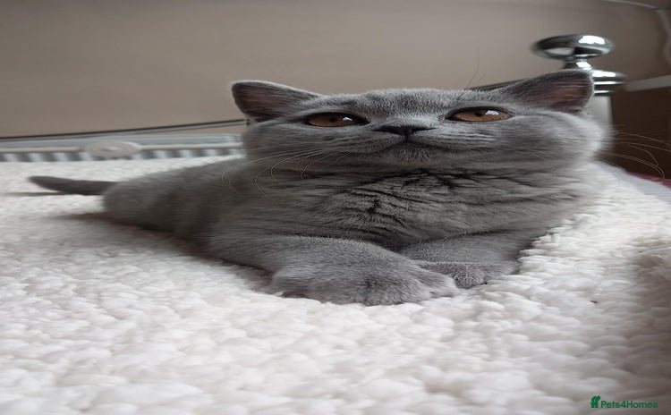 British Shorthair cats - Advert 6