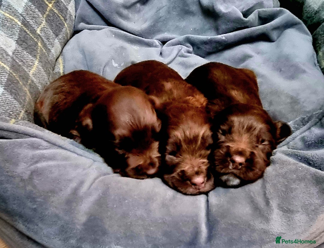 Sprocker dogs for sale: Stunning Sprocker Spaniel puppies  - Image 15