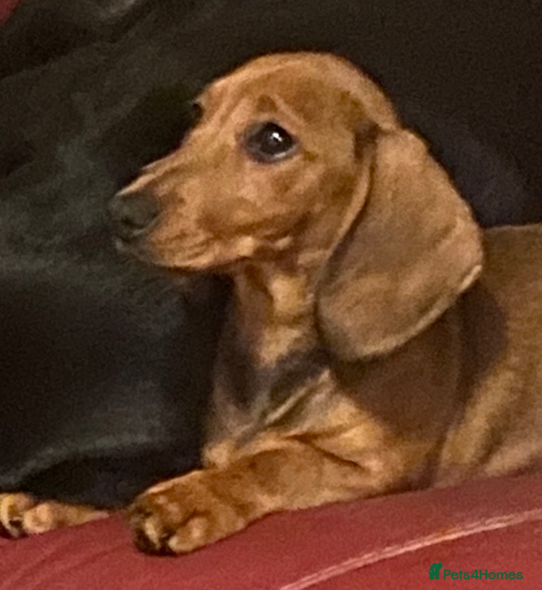 Miniature Dachshund dogs for sale: Beautiful little dachshund girl - Image 2