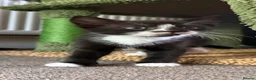 British Shorthair cats for sale: three male kittens for sale  in Wakefield - Advert 7