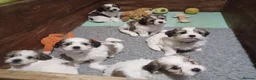 Zuchon dogs for sale: Zuchon puppies for sale 3 boys left and 1 girl.  in Ledbury - Advert 9